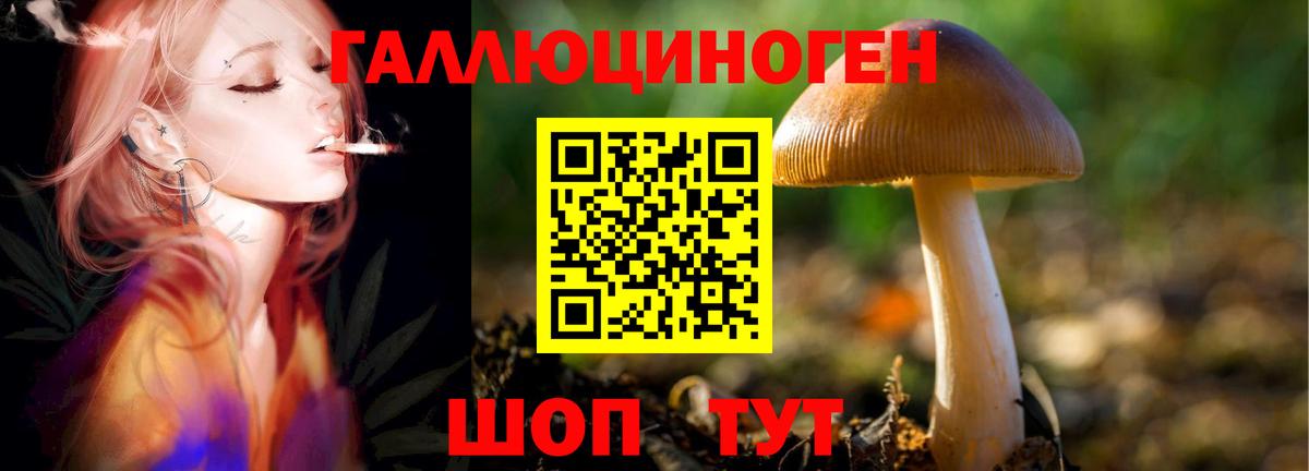 Псилоцибиновые грибы Cubensis  Вход с VPN  Галлюциногенные грибы прущие грибы  Электрогорск 